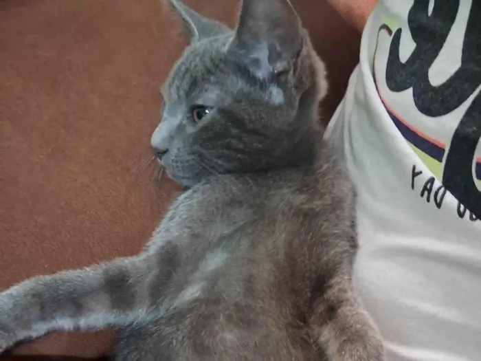 Gato ra a SRD-ViraLata idade 2 a 6 meses nome Zeus 