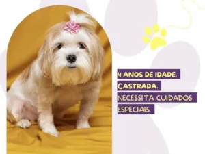 Cachorro raça Lhasa Apso idade 4 anos nome Cristal