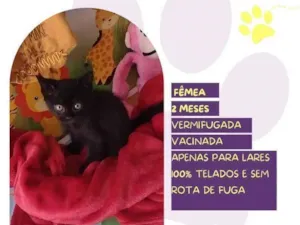 Gato raça SRD-ViraLata idade 2 a 6 meses nome Mittens