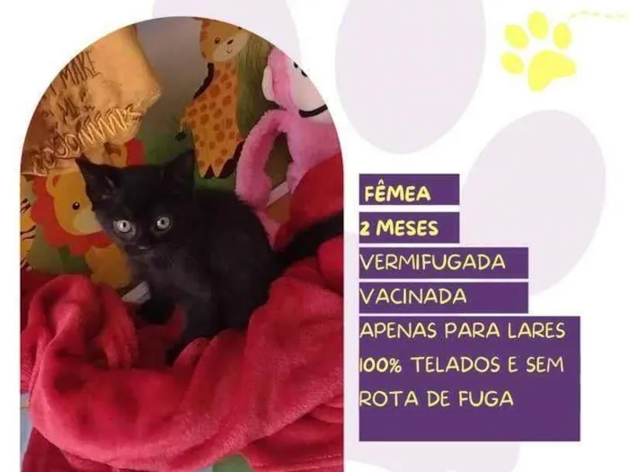 Gato ra a SRD-ViraLata idade 2 a 6 meses nome Mittens