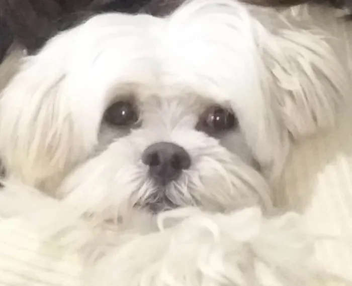 Cachorro ra a Mestico  idade 5 anos nome Snow 