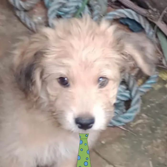 Cachorro ra a Mestico  idade 2 a 6 meses nome Beethoven 