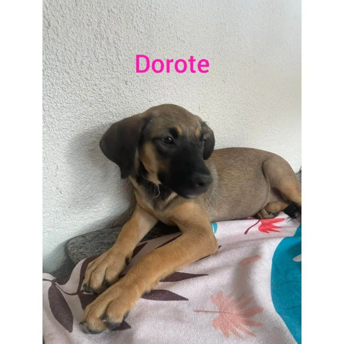 Cachorro ra a SRD-ViraLata idade 2 a 6 meses nome Dorothy