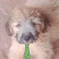 Bernardo 