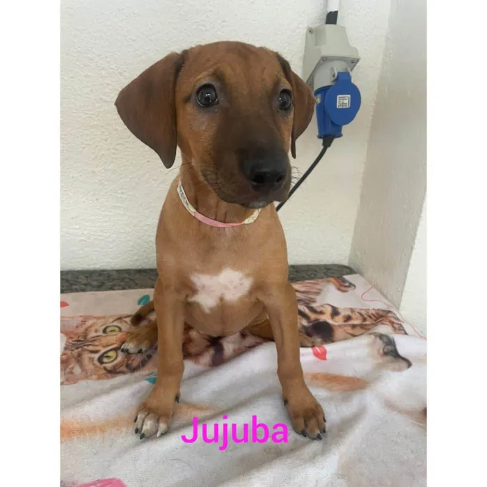Cachorro ra a SRD-ViraLata idade 2 a 6 meses nome Jujuba
