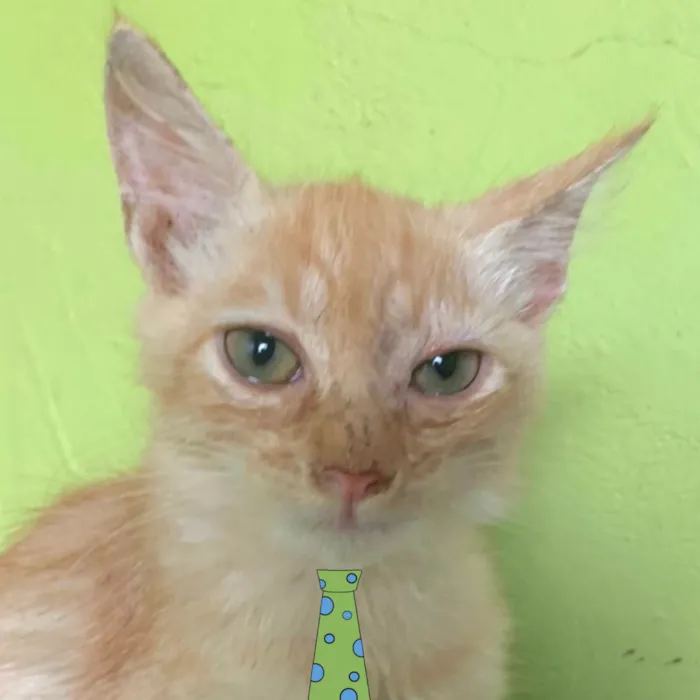 Gato ra a Mestico  idade 2 a 6 meses nome Pingo 