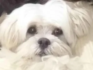 Cachorro raça Mestico  idade 5 anos nome Snow 