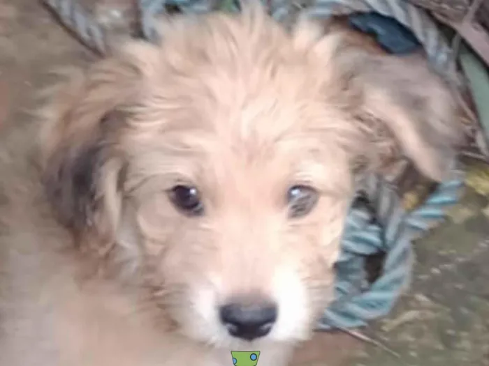 Cachorro ra a Mestico  idade 2 a 6 meses nome Beethoven 