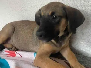Cachorro raça SRD-ViraLata idade 2 a 6 meses nome Dorothy