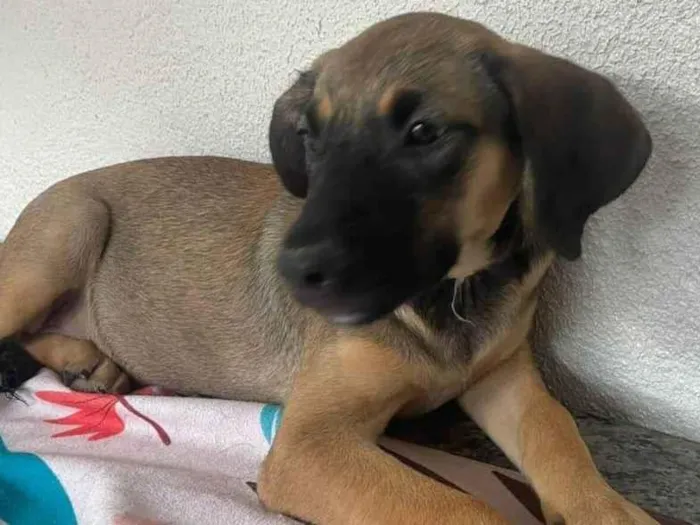 Cachorro ra a SRD-ViraLata idade 2 a 6 meses nome Dorothy