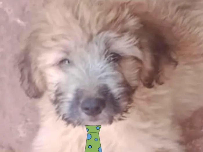 Cachorro ra a Mestico  idade 2 a 6 meses nome Bernardo 