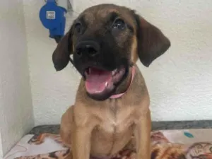 Cachorro raça SRD-ViraLata idade 2 a 6 meses nome Pedrita