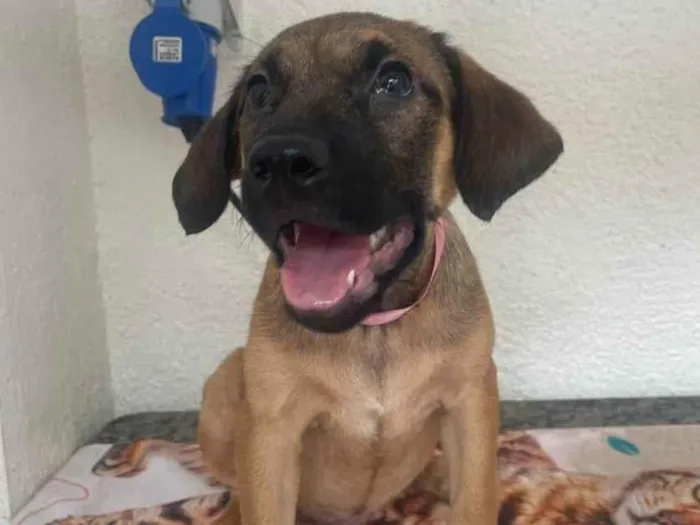 Cachorro ra a SRD-ViraLata idade 2 a 6 meses nome Pedrita