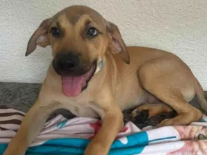 Cachorro raça SRD-ViraLata idade 2 a 6 meses nome Dino