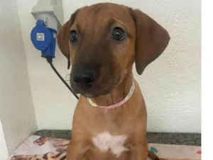 Cachorro raça SRD-ViraLata idade 2 a 6 meses nome Jujuba