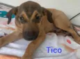 Tico