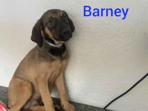Cachorro raça SRD-ViraLata idade 2 a 6 meses nome Barney 