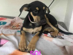 Cachorro raça SRD-ViraLata idade 2 a 6 meses nome Sol