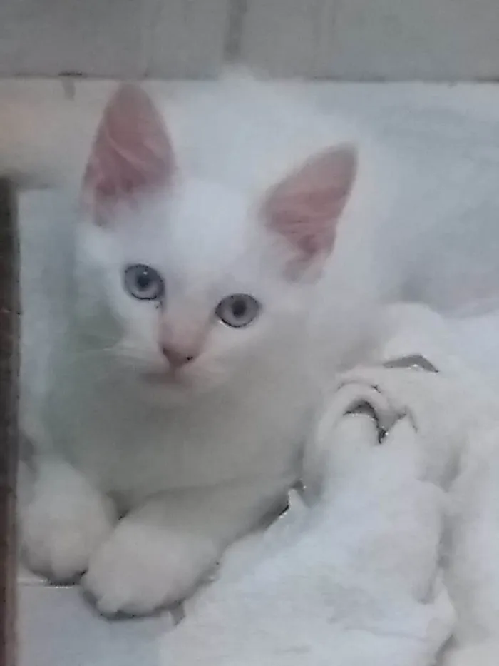 Gato ra a SRD-ViraLata idade 2 a 6 meses nome Floco de neve