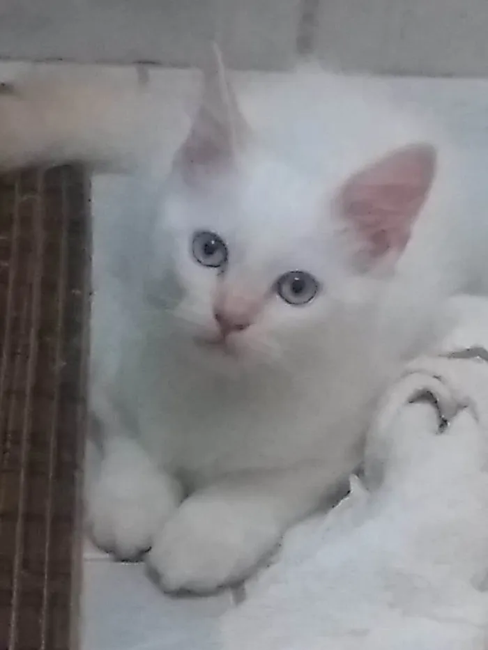 Gato ra a SRD-ViraLata idade 2 a 6 meses nome Floco de neve