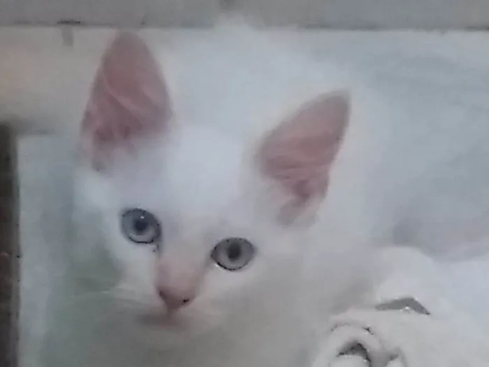 Gato ra a SRD-ViraLata idade 2 a 6 meses nome Floco de neve