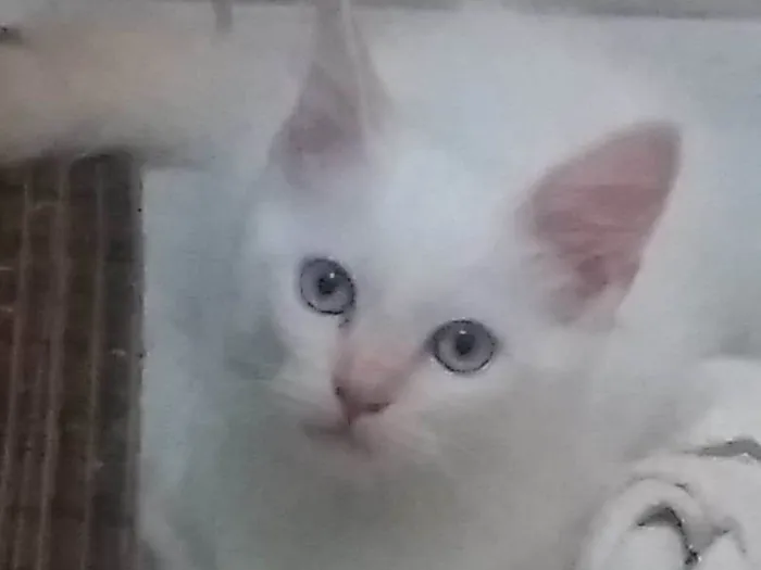 Gato ra a SRD-ViraLata idade 2 a 6 meses nome Floco de neve