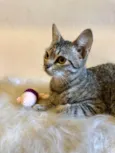 Tina