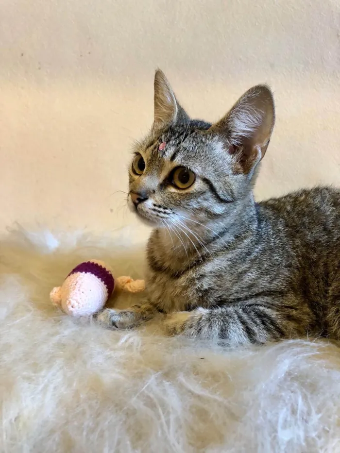 Gato ra a SRD-tigradinha idade 2 a 6 meses nome Tina