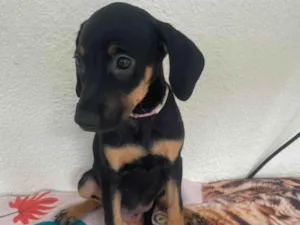 Cachorro raça SRD-ViraLata idade 2 a 6 meses nome Nina