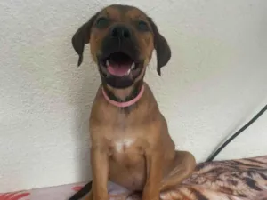 Cachorro raça SRD-ViraLata idade 2 a 6 meses nome Donna 