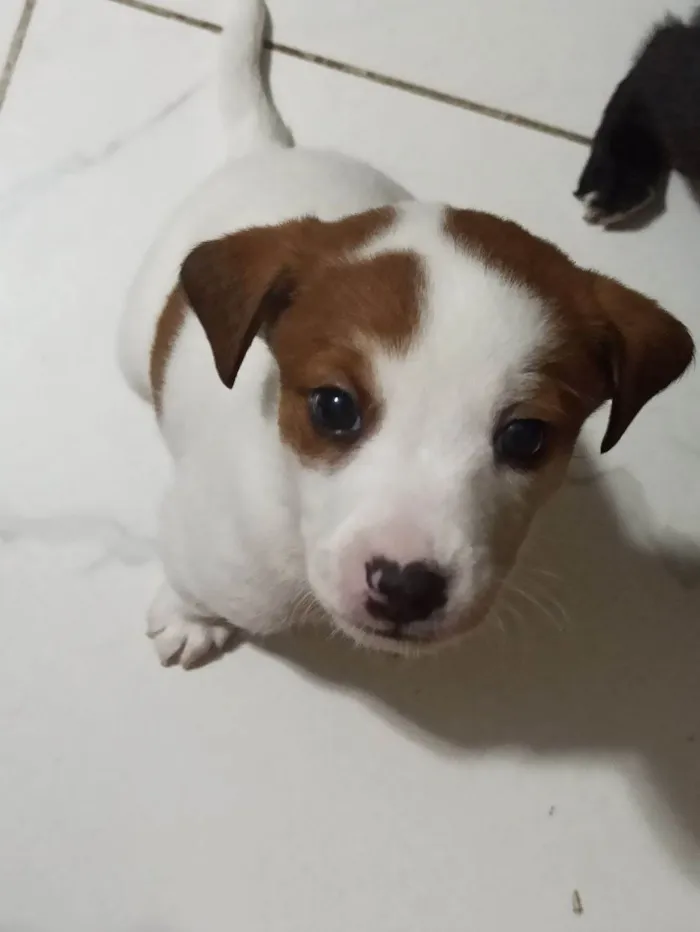 Cachorro ra a SRD-ViraLata idade 2 a 6 meses nome Zezinho