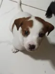 Zezinho