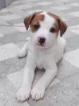 Zezinho