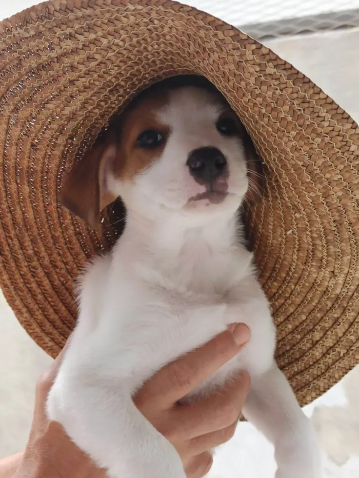 Cachorro ra a SRD-ViraLata idade 2 a 6 meses nome Zezinho