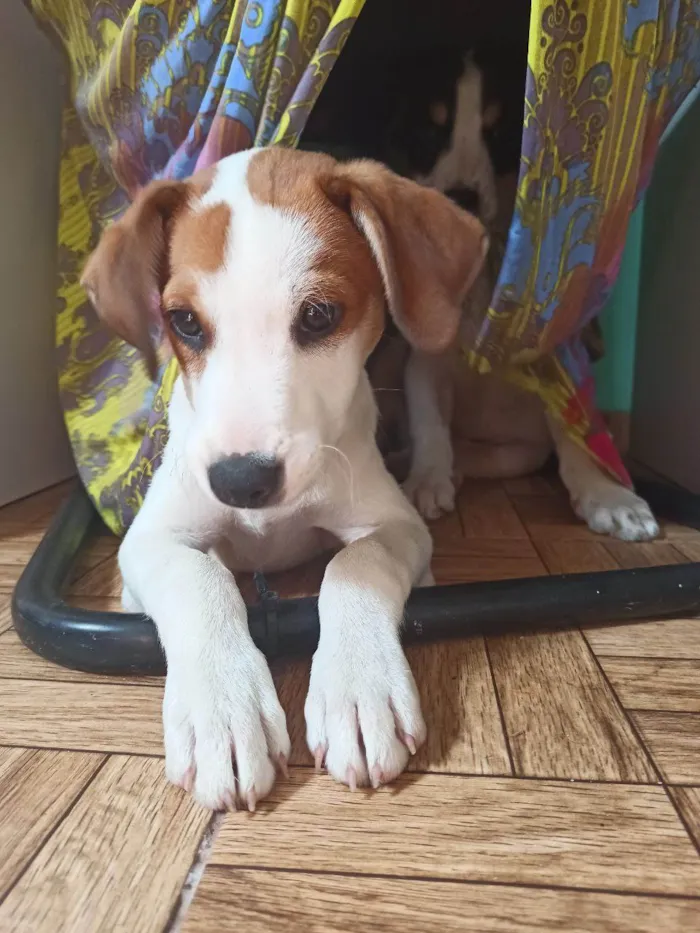 Cachorro ra a SRD-ViraLata idade 2 a 6 meses nome Zezinho