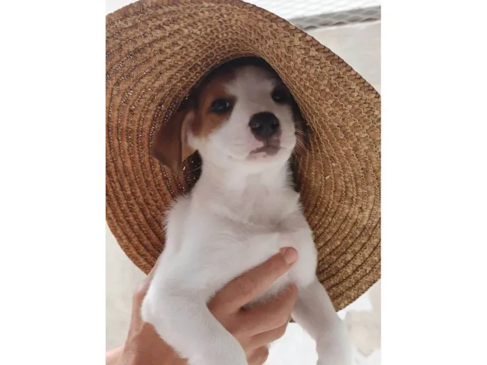 Cachorro ra a SRD-ViraLata idade 2 a 6 meses nome Zezinho