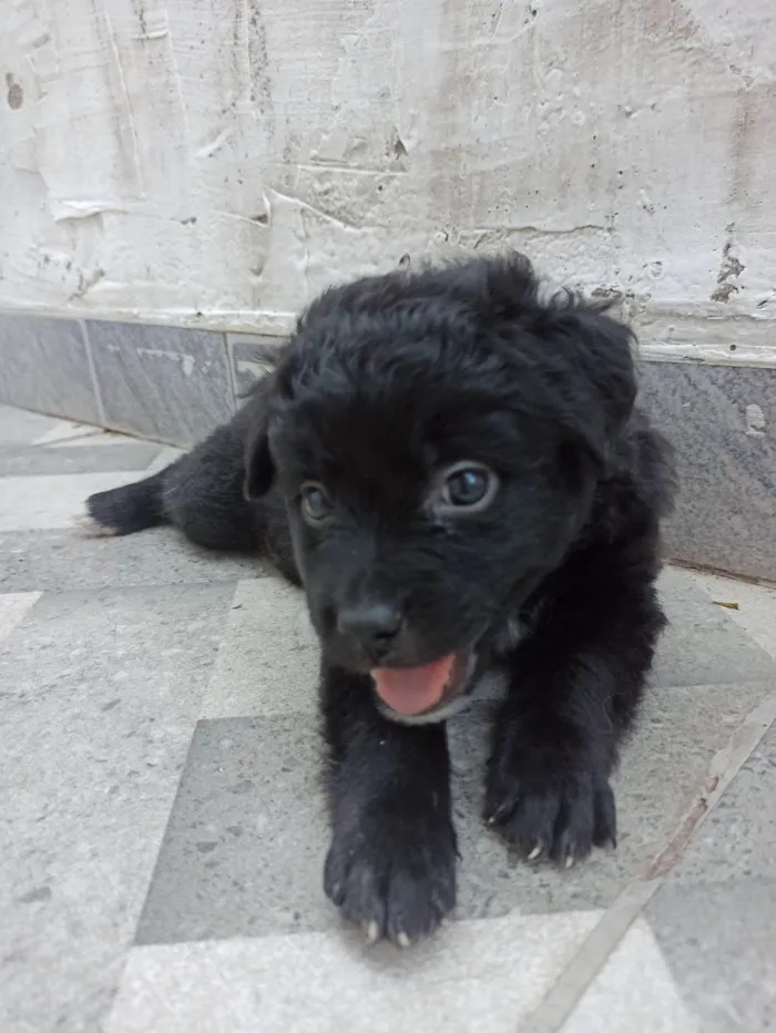 Cachorro ra a SRD-ViraLata idade 2 a 6 meses nome Lucy