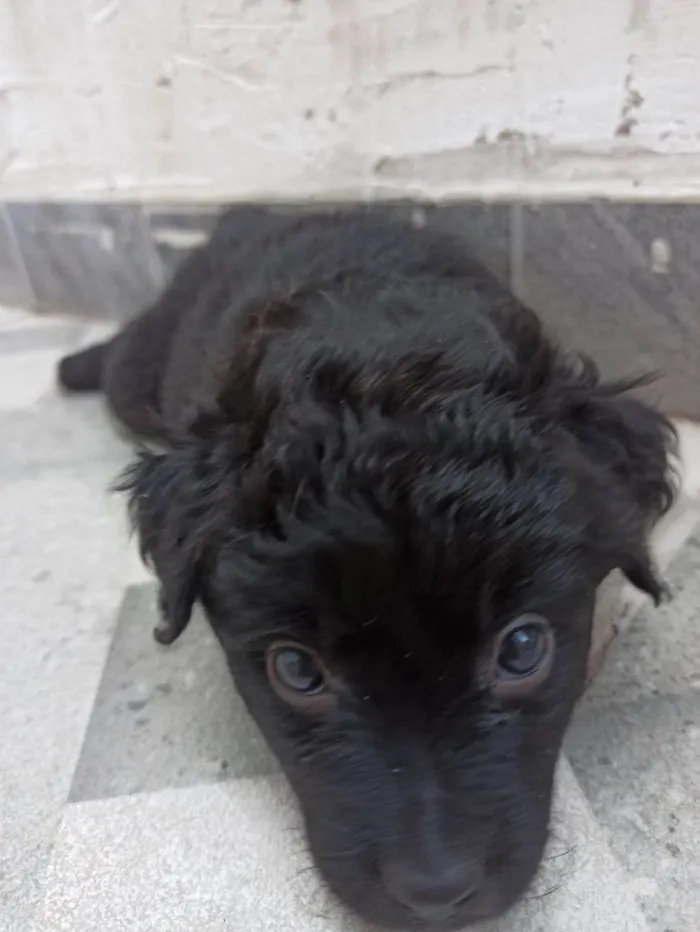 Cachorro ra a SRD-ViraLata idade 2 a 6 meses nome Lucy