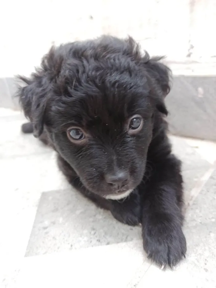 Cachorro ra a SRD-ViraLata idade 2 a 6 meses nome Lucy