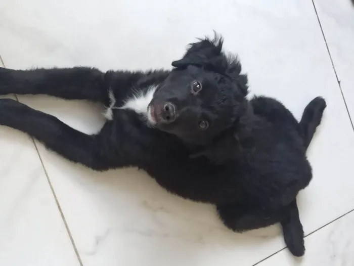 Cachorro ra a SRD-ViraLata idade 2 a 6 meses nome Lucy