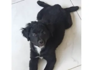 Cachorro raça SRD-ViraLata idade 2 a 6 meses nome Lucy