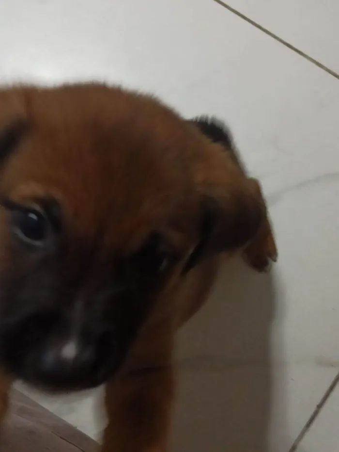 Cachorro ra a SRD-ViraLata idade 2 a 6 meses nome Feijão