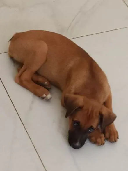 Cachorro ra a SRD-ViraLata idade 2 a 6 meses nome Feijão