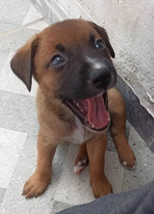 Cachorro ra a SRD-ViraLata idade 2 a 6 meses nome Feijão