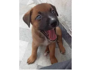 Cachorro raça SRD-ViraLata idade 2 a 6 meses nome Feijão