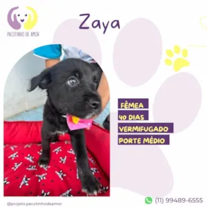 Cachorro raça SRD-ViraLata idade Abaixo de 2 meses nome Zaya
