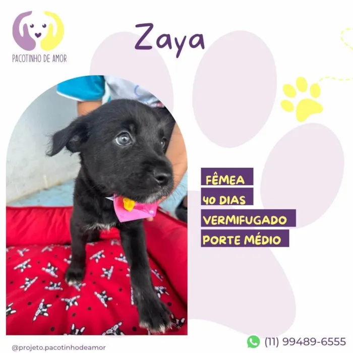 Cachorro ra a SRD-ViraLata idade Abaixo de 2 meses nome Zaya