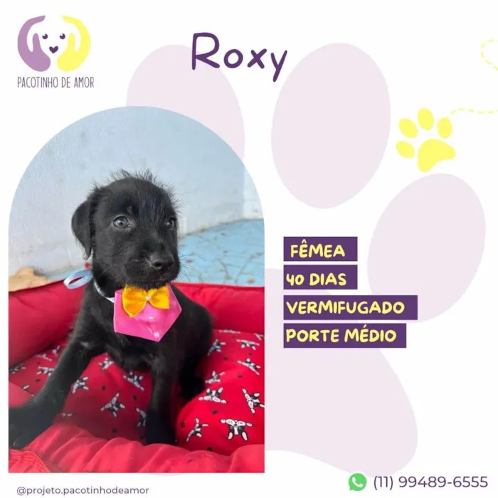 Cachorro ra a SRD-ViraLata idade Abaixo de 2 meses nome Roxy
