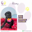 Roxy