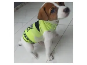 Cachorro raça SRD-ViraLata idade 2 a 6 meses nome Joãozinho